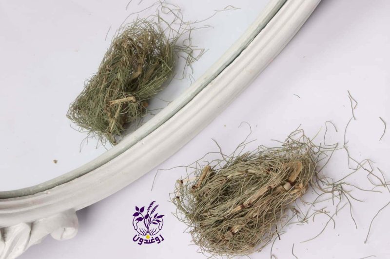 گیاه دم اسب - Image 5