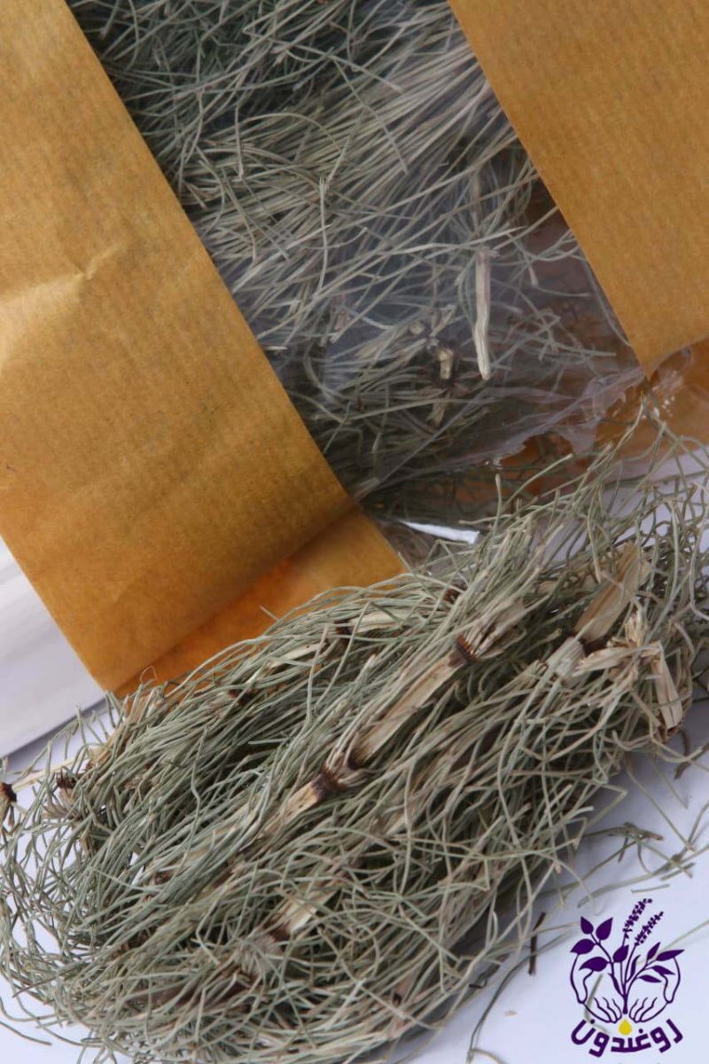 گیاه دم اسب - Image 6