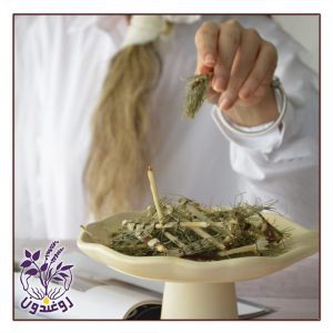 گیاه دم اسب روغندون