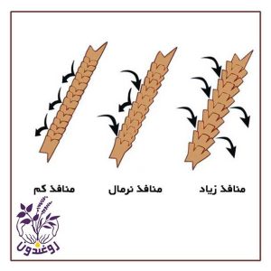 تخلخل مو