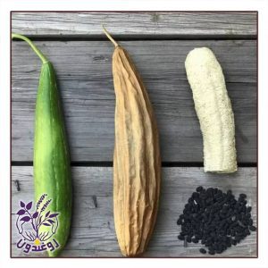 گیاه لوفا