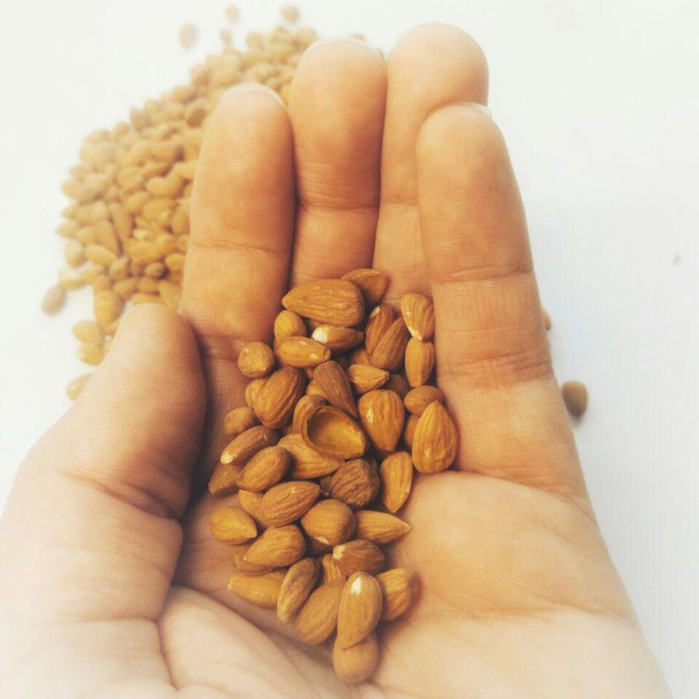 بادام کوهی یا آلوک